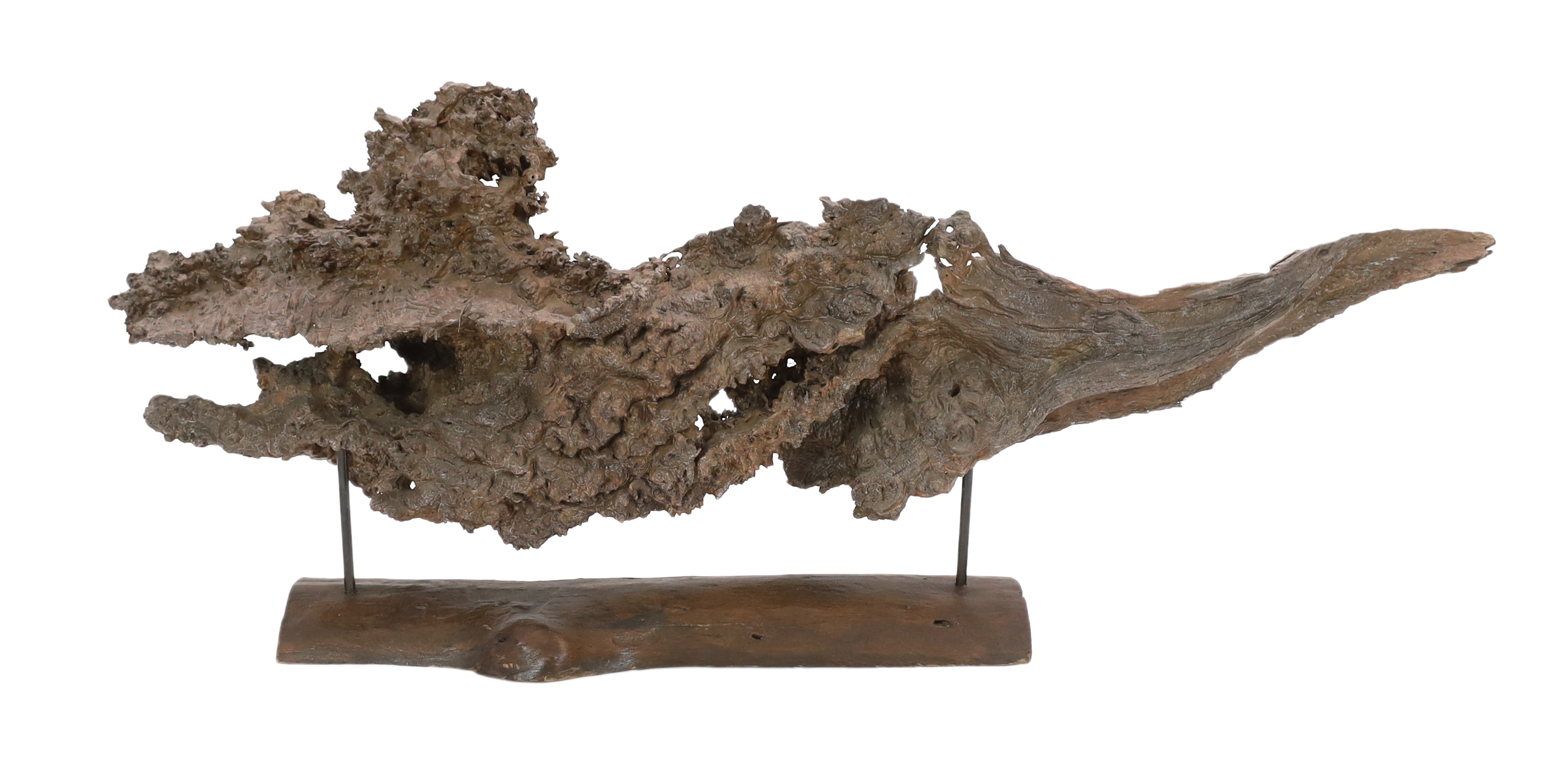 A large section of Andaman Padauk burr wood of sculptural form, 148cm wide, 49cm high, overall 60cm high